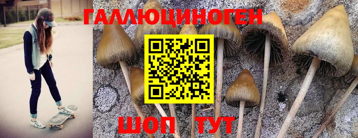 Псилоцибиновые грибы GOLDEN TEACHER  Вход с VPN  где найти   Галлюциногенные грибы Cubensis  Сокол 